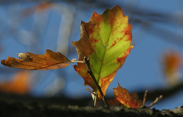 Fall Leaf Macro