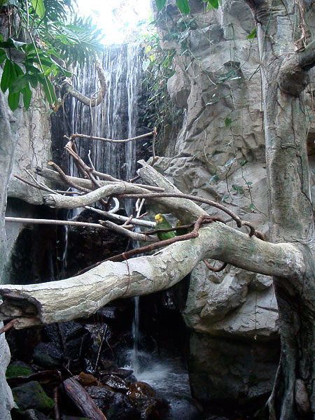 A Waterfall in the Rainforest Exhibit