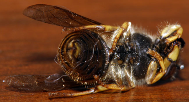 Close up macro shot of a honey bee on it\'s side.